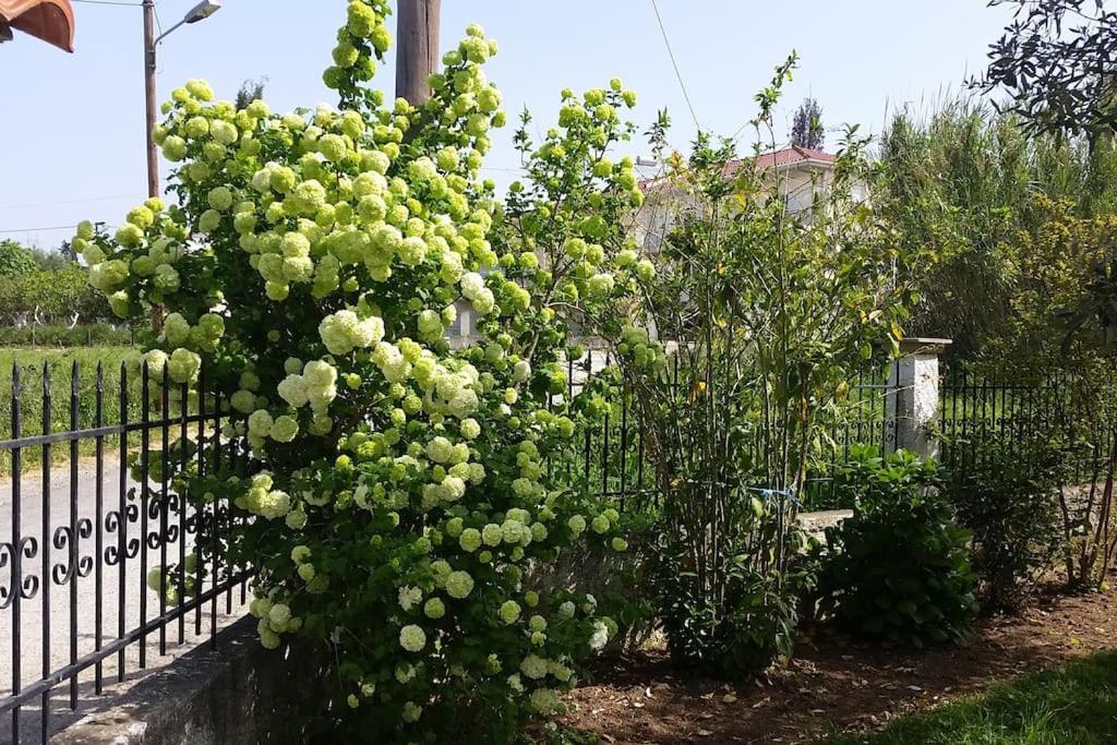 New Village Studios, Preveza A3 Bagian luar foto